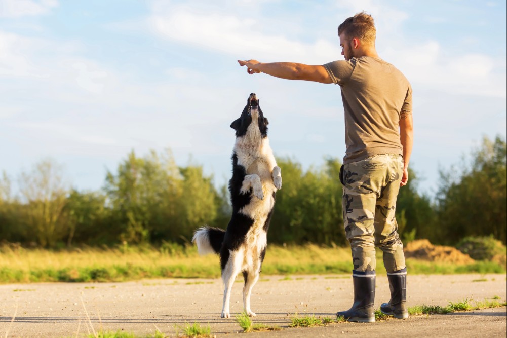 11 Best Tips For Dog Training