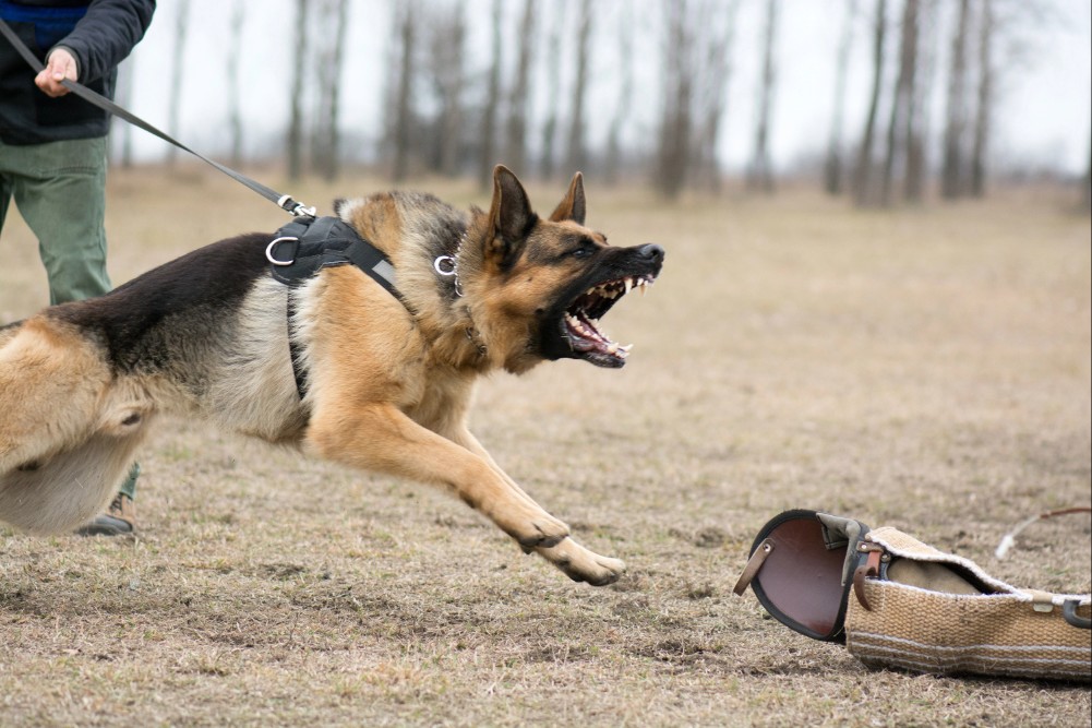12 Benefits Of Sending Your Aggressive Dog To Training Camp