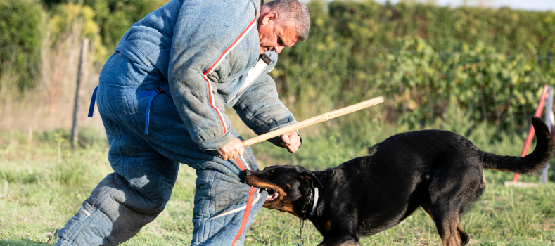 Aggression Training 1