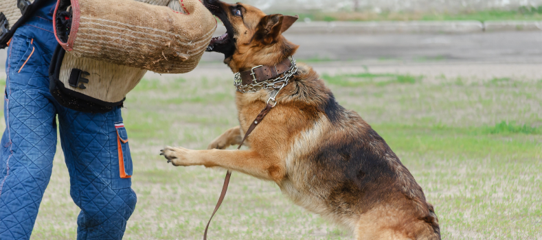 Aggression Training 2