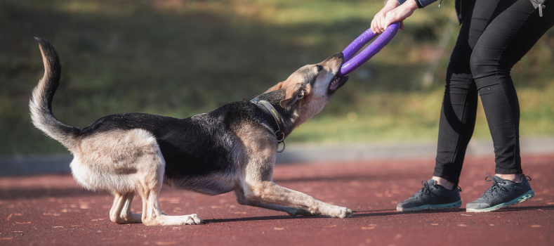 Dog Behavior Correction 1