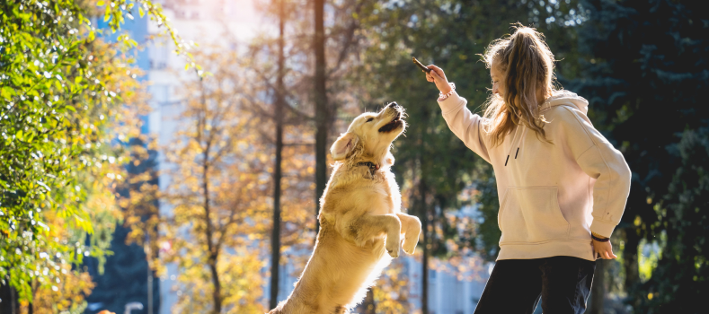 Dog Behavior Correction 2
