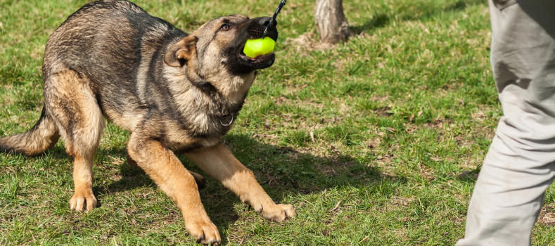 Dog Protection Training 1