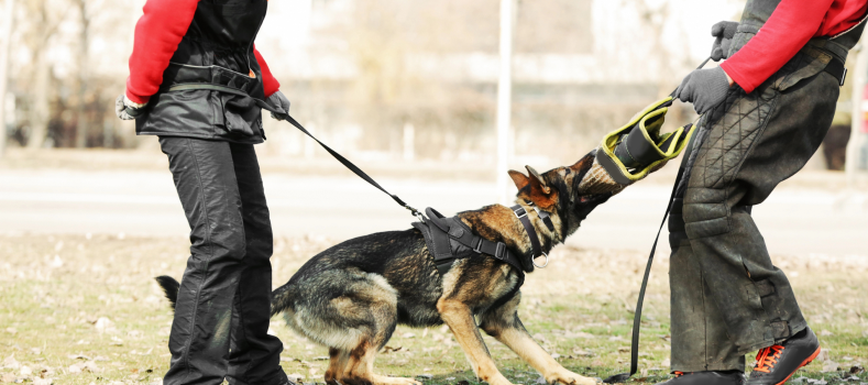 Dog Protection Training 2