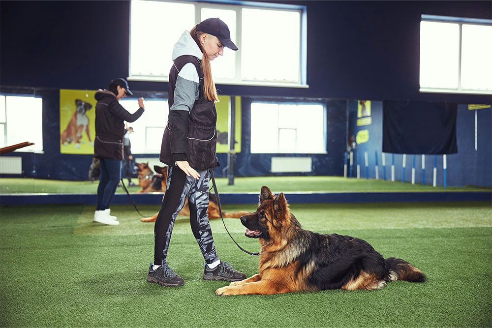 What To Expect From Service Dog Board And Train Programs