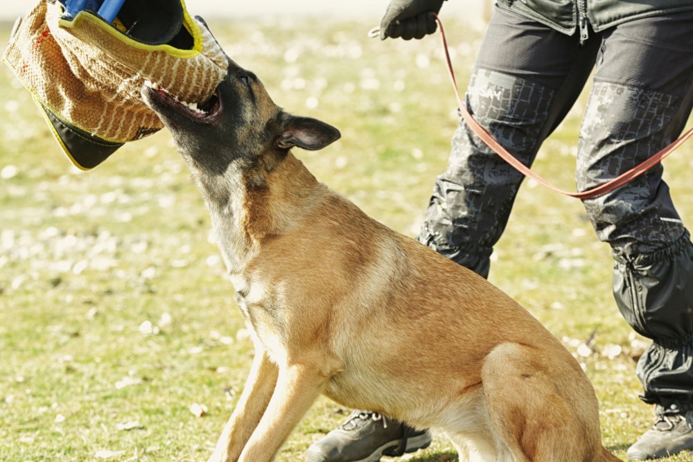 12 Benefits Of Sending Your Aggressive Dog To Training Camp