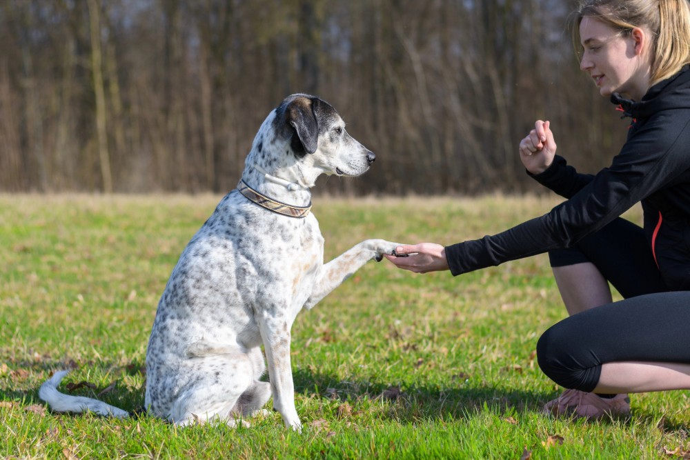 An Overview Of Obedience Training For Dogs