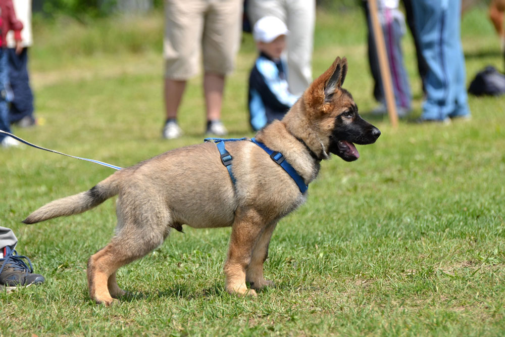 The Best Age To Board And Train Your Puppy