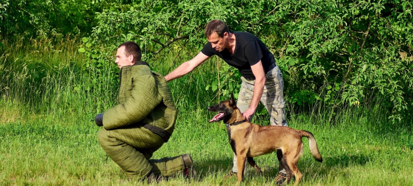 Dog trainer preparing Belgian Malinois for protection training with a decoy in a bite suit