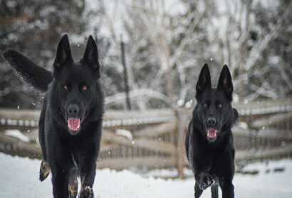 Two black German Shepherds running together through snow during outdoor training