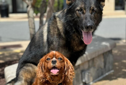 German Shepherd and Cavalier King Charles Spaniel sitting together during obedience training