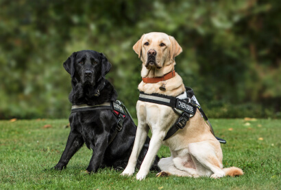 Two trained Labrador Retrievers in working harnesses sitting on grass during service dog training