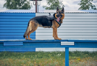 German Shepherd practicing agility training on a blue elevated platform
