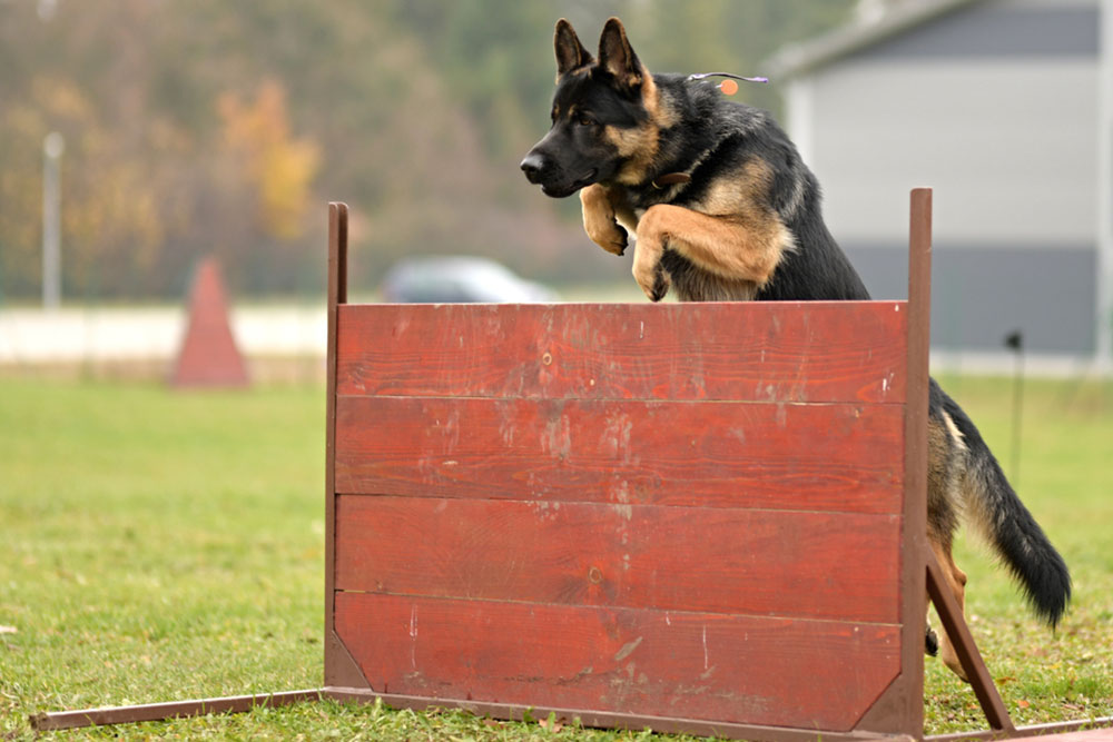 Are Board And Train Programs The Solution For Reactive Dogs?