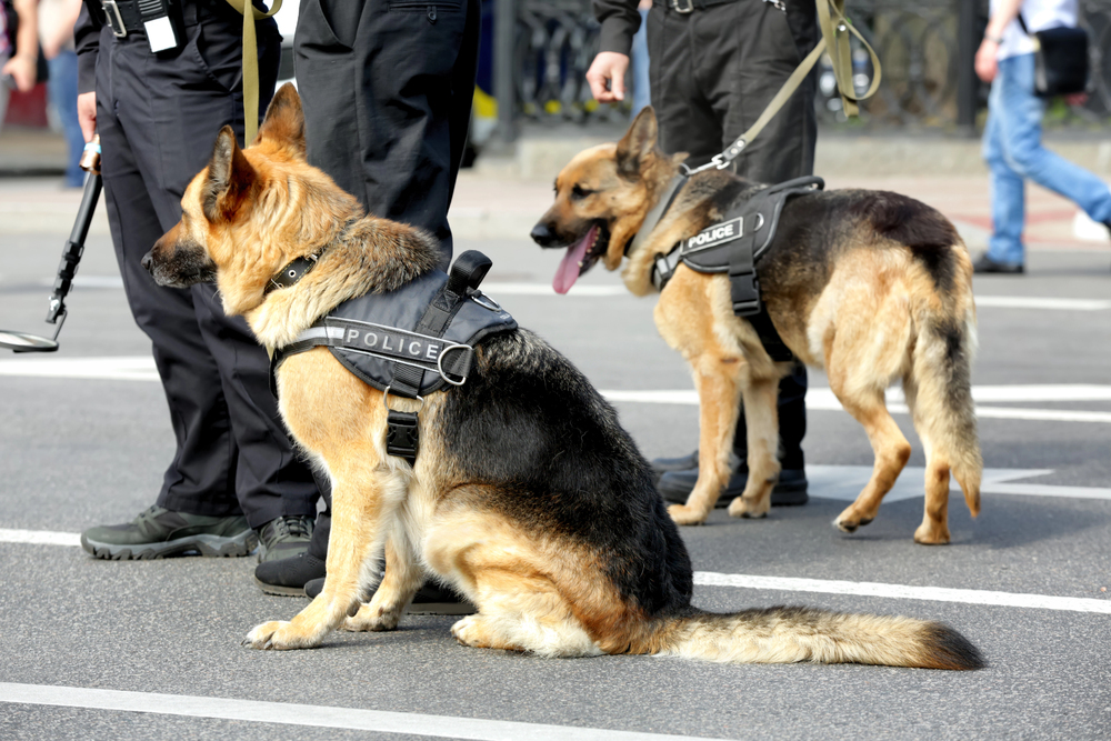 9 Common Dog Training Mistakes To Avoid
