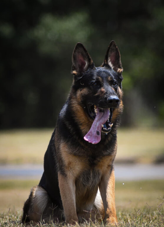 Controlled K9 Img