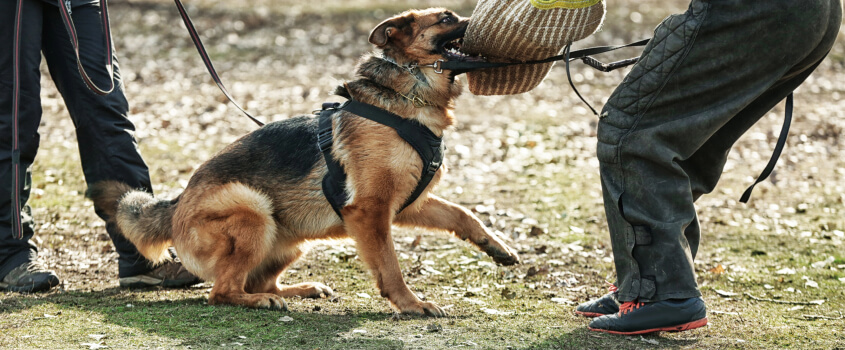 Dog Attacking Img