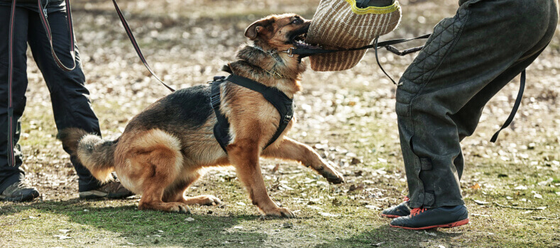 dog-biting-a-bite-tool-img
