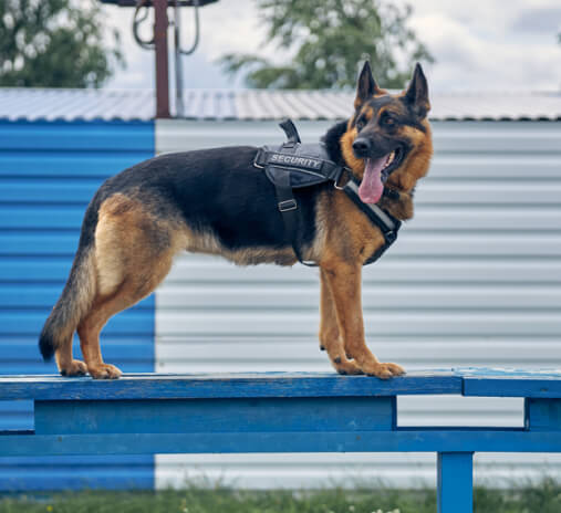 Dog Training Img