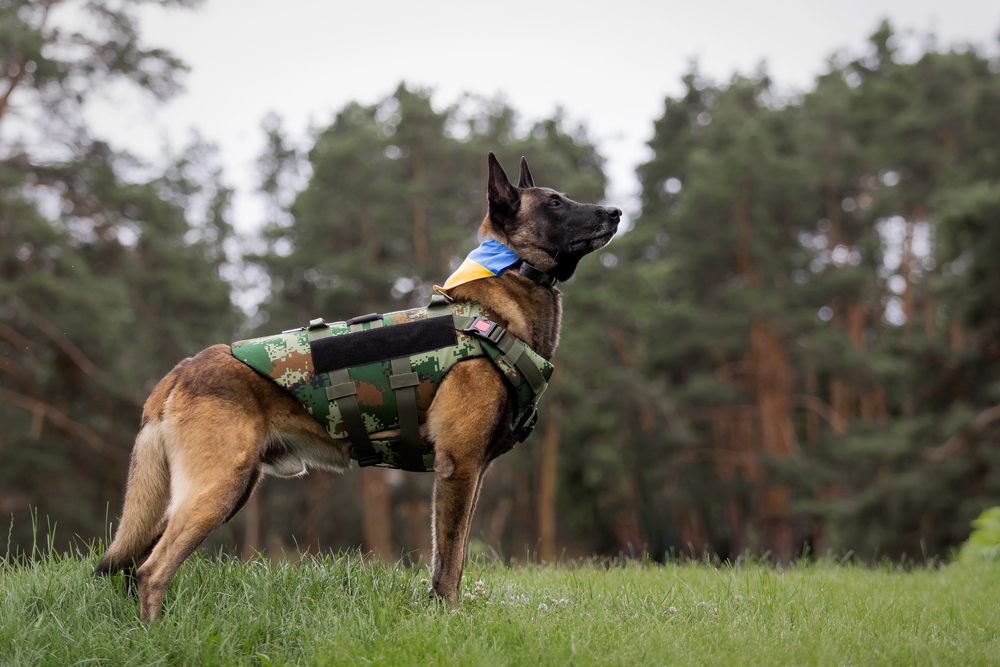 Exploring Long-Term Dog Boarding: Pros And Cons