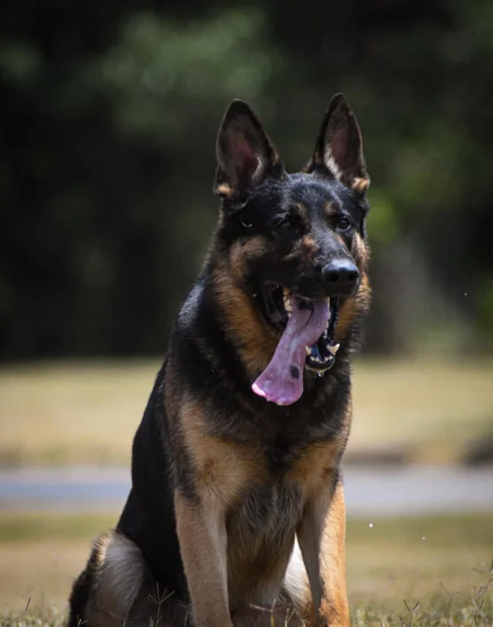 homepage-welcome-tocontrolled-k9