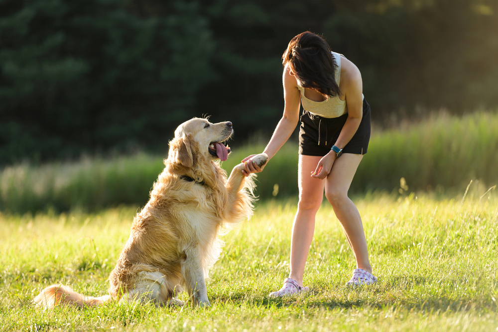 How Behavior Modification Can Help Ease Your Dog’s Anxiety