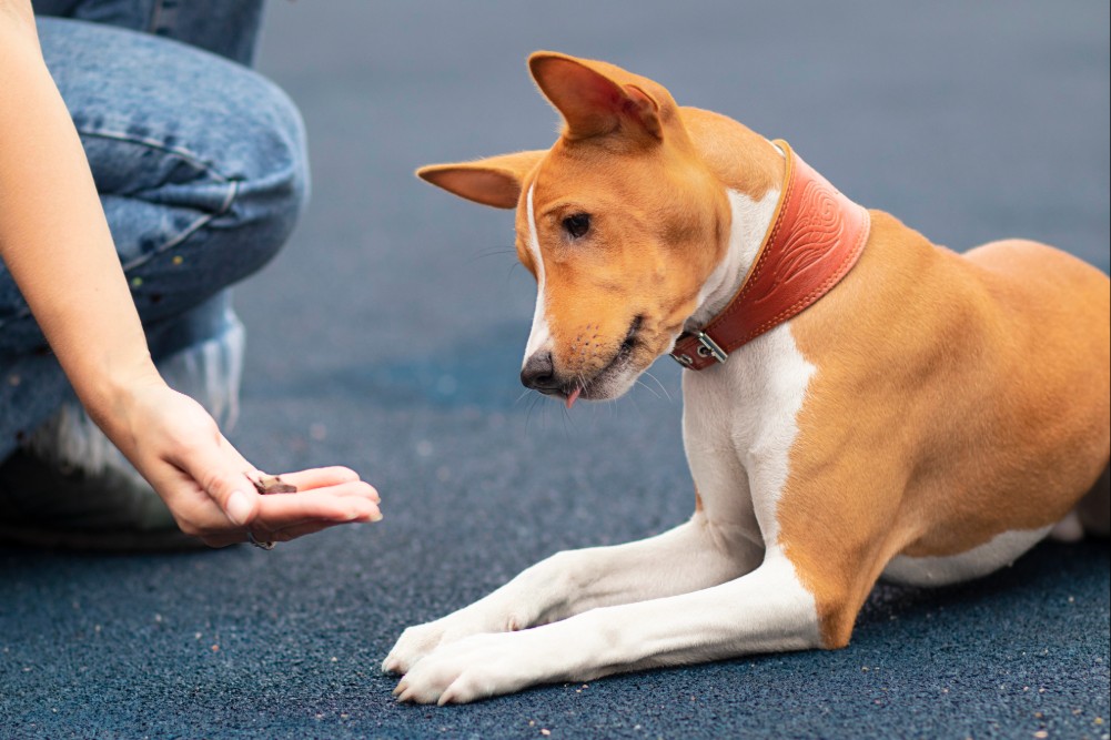 How To Teach A Dog To Sit And Stay