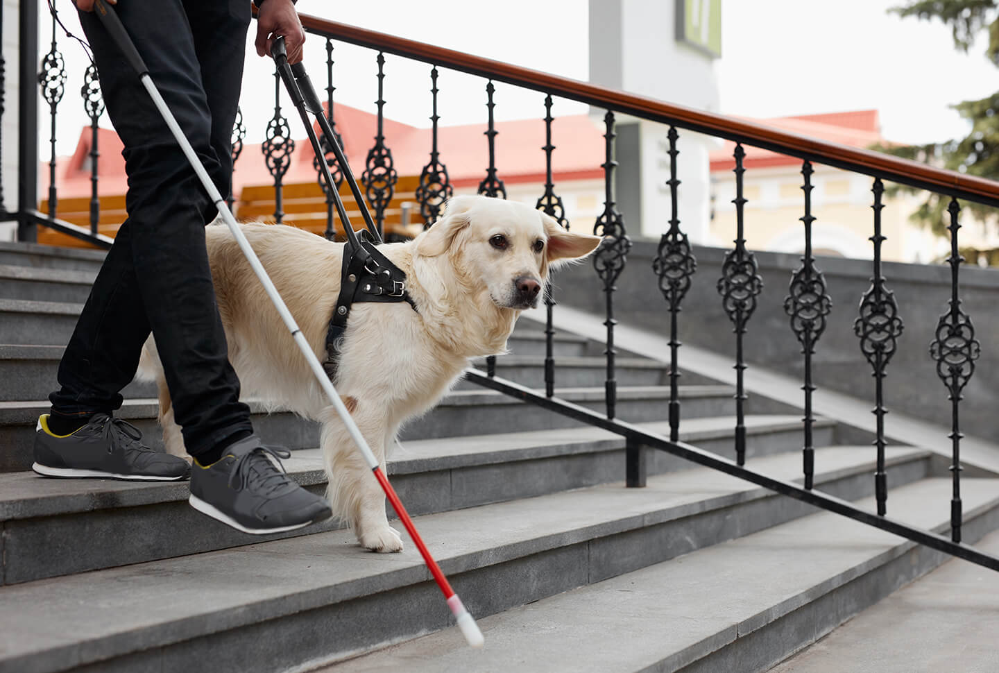 Service Dog Training