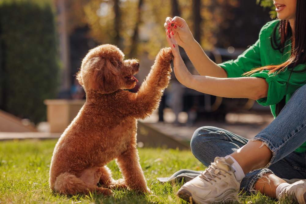 Is Board And Train Worth It?