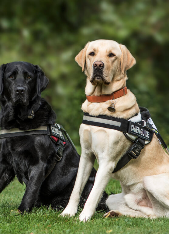 Our Approach to Dog Training Img