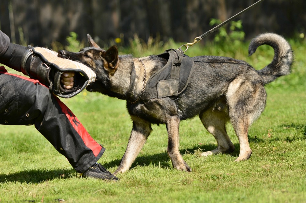 Understanding The Motivations Behind Protection Dog Training
