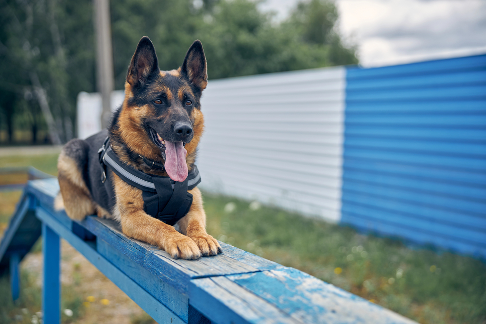 Why Use Positive Reinforcement In Board And Train Programs?