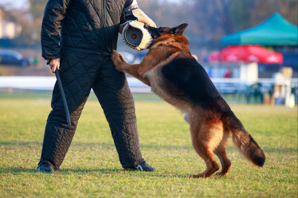 Why Personal Protection Dog Training Is Worth Considering